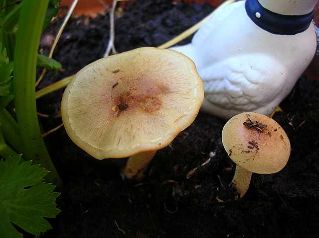 Pholiota spec. (cfr. Pholiota mixta)